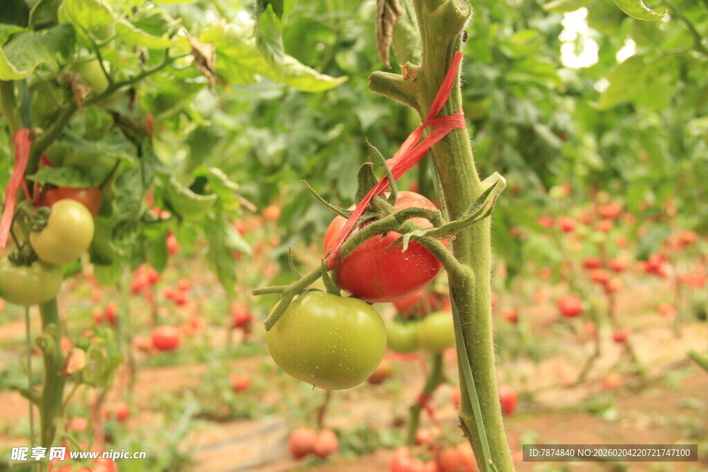 田园中挂着的红绿番茄