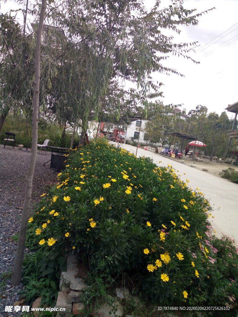 路边盛放的黄色花卉景观