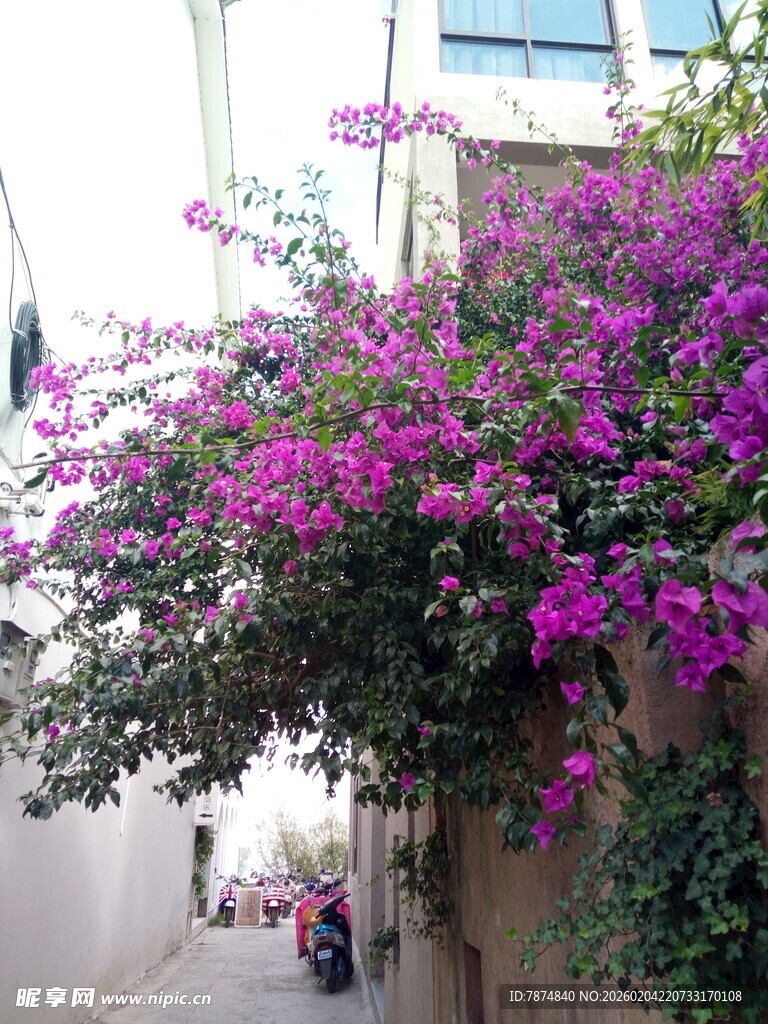 小巷边繁茂的紫色三角梅