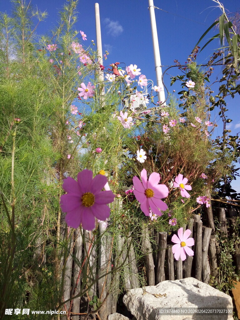 阳光下绽放的美丽格桑花