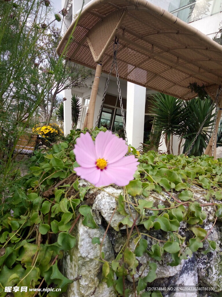 石边绽放的娇艳粉色花朵