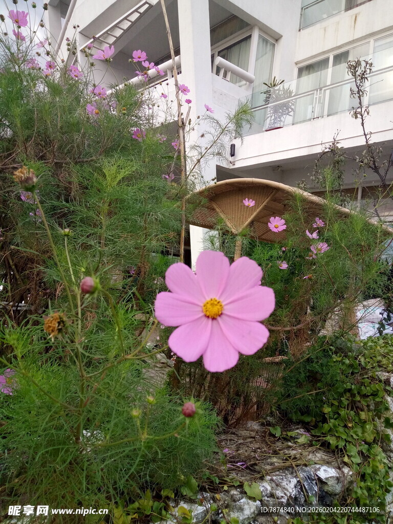 庭院中绽放的娇艳格桑花