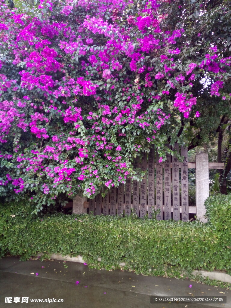 盛开的紫色三角梅