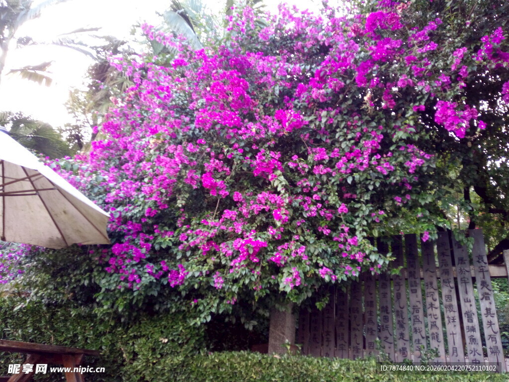 盛开的艳丽三角梅景观