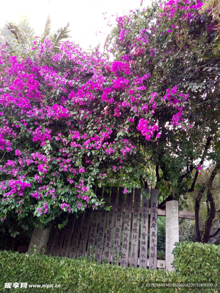 繁花簇拥的古朴小屋