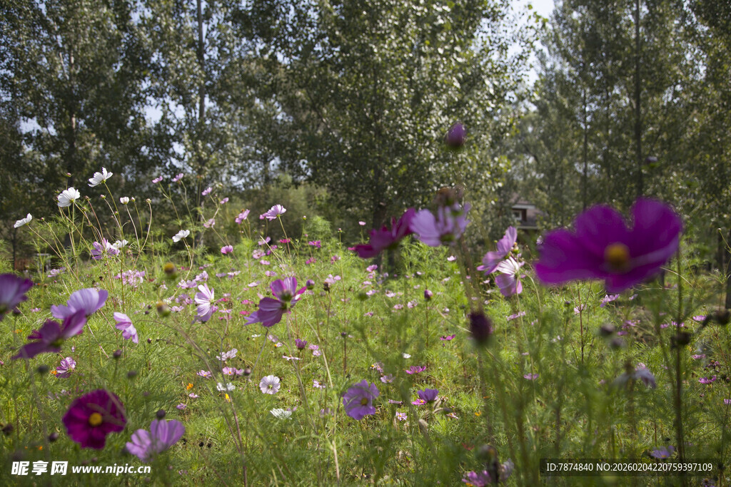 紫色野花盛开的林间草地