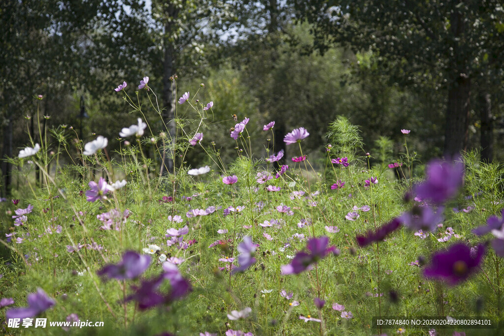 花海中的女孩与飞舞蝴蝶