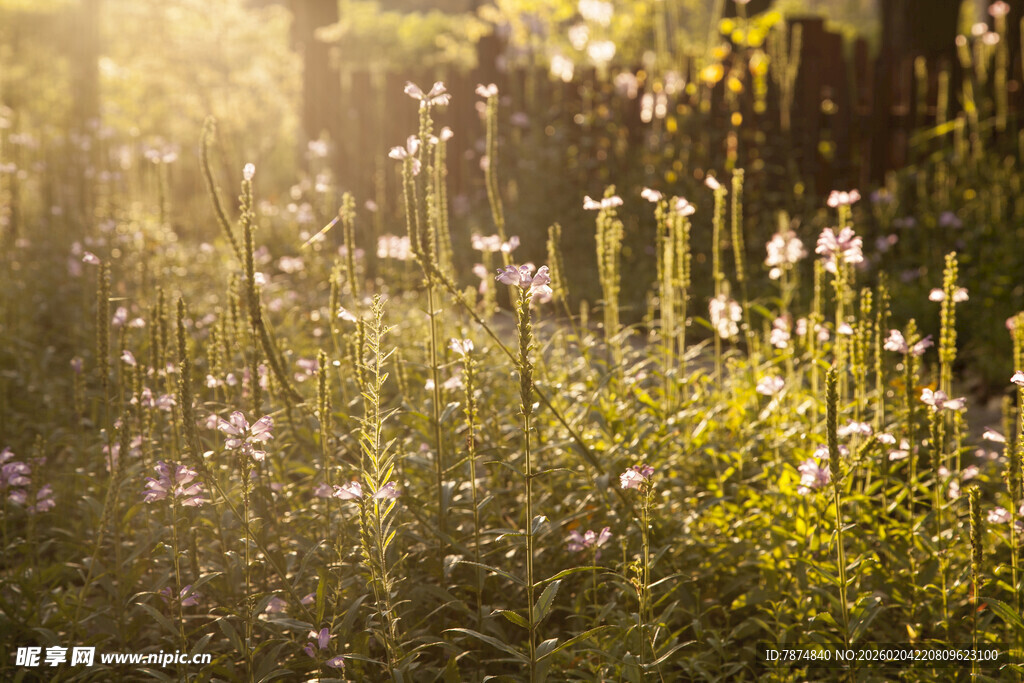 阳光照耀下的烂漫花草