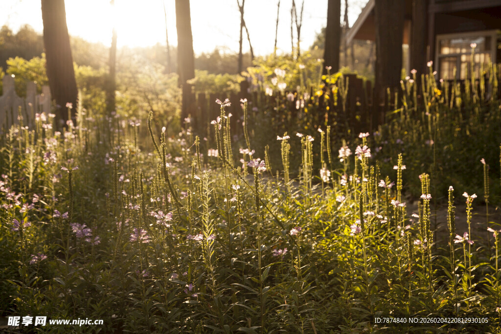 阳光洒落的田园花草景致