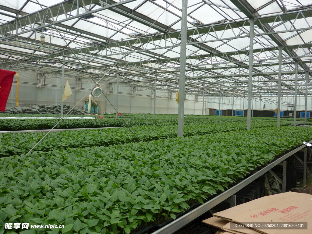 温室中的绿色植物景观