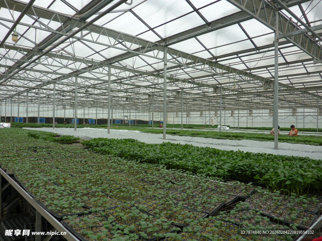 现代化温室蔬菜种植场景