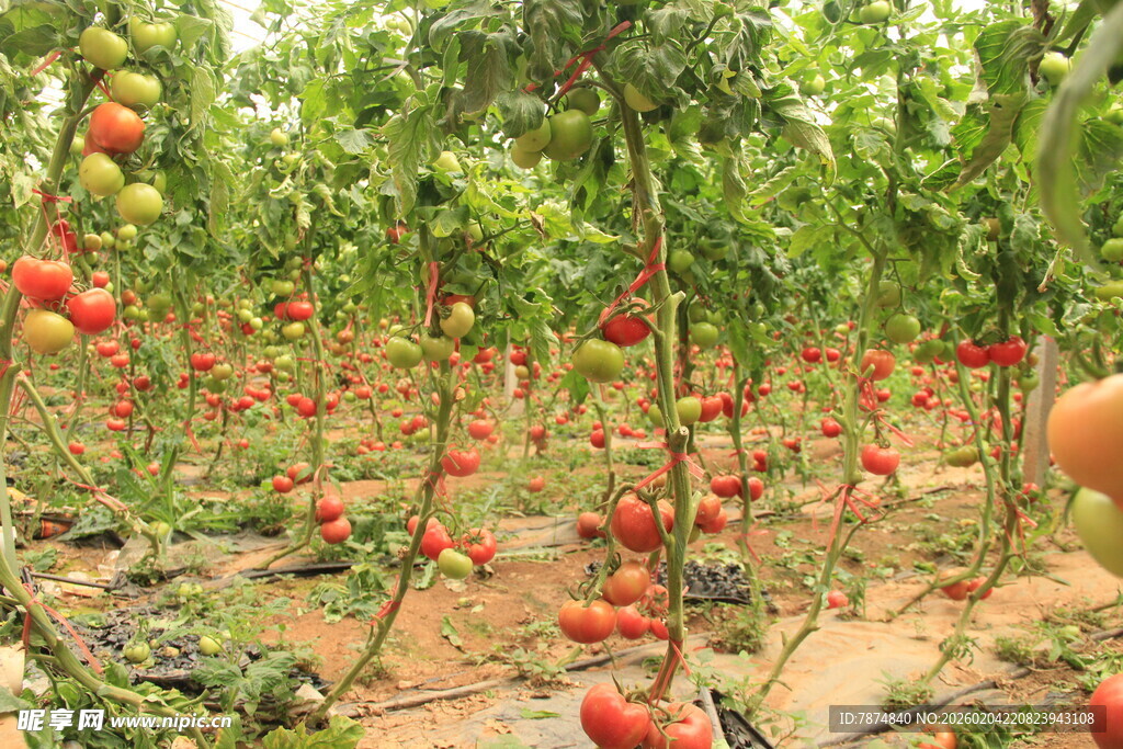 番茄种植园 果实累累景象