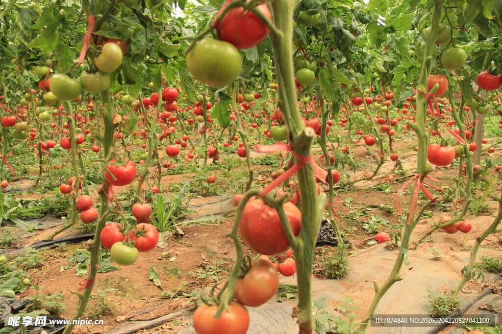 田间成熟的红番茄