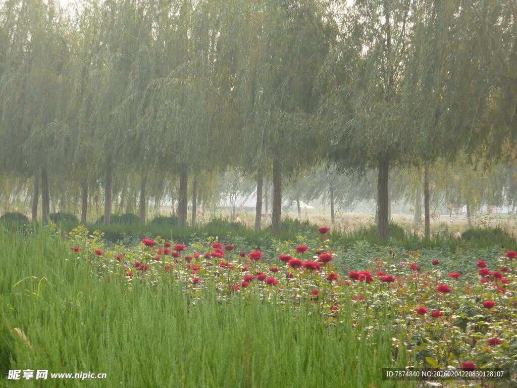 林间花海 自然清新景致
