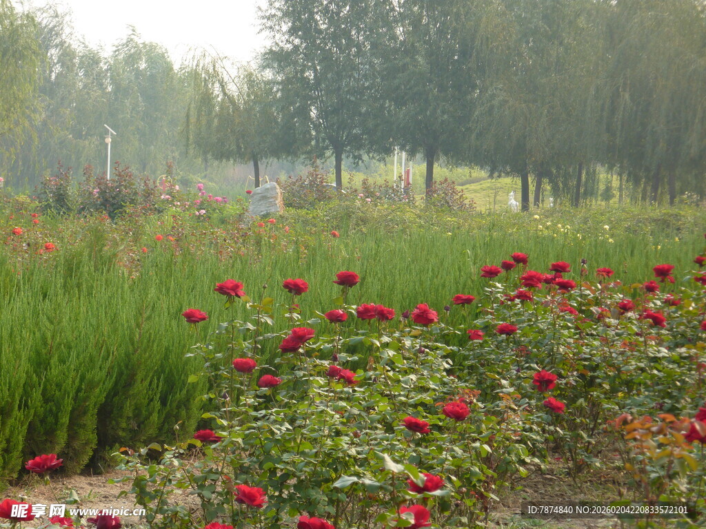 繁花盛开的田园风光