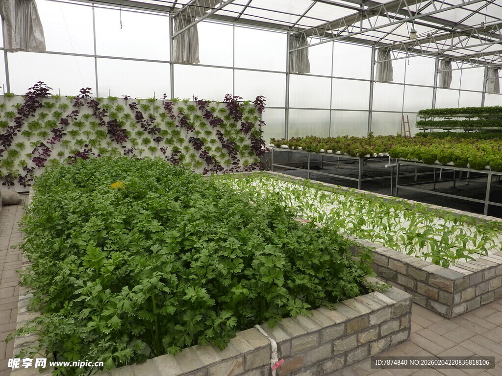 温室蔬菜种植景观