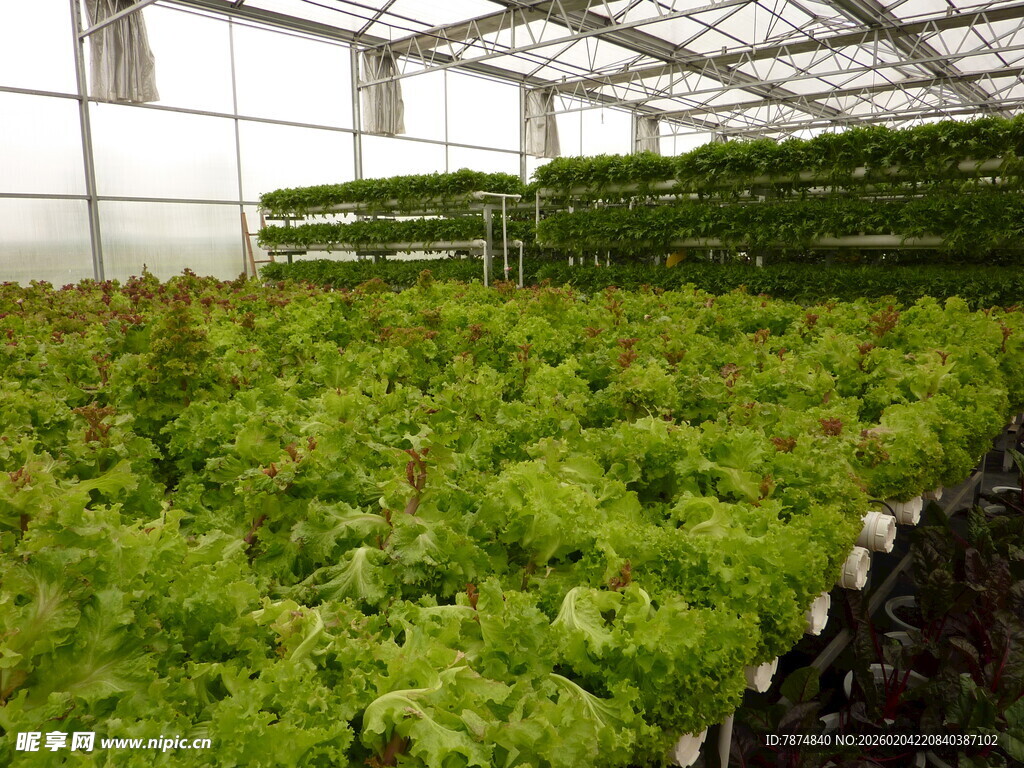 温室中的水培蔬菜种植