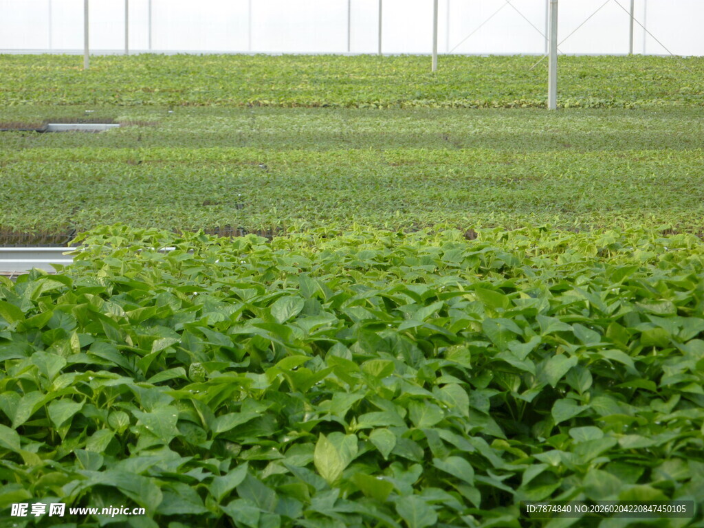 温室中茂盛的绿色植物