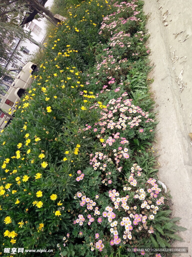 多彩花卉装点的美丽小径