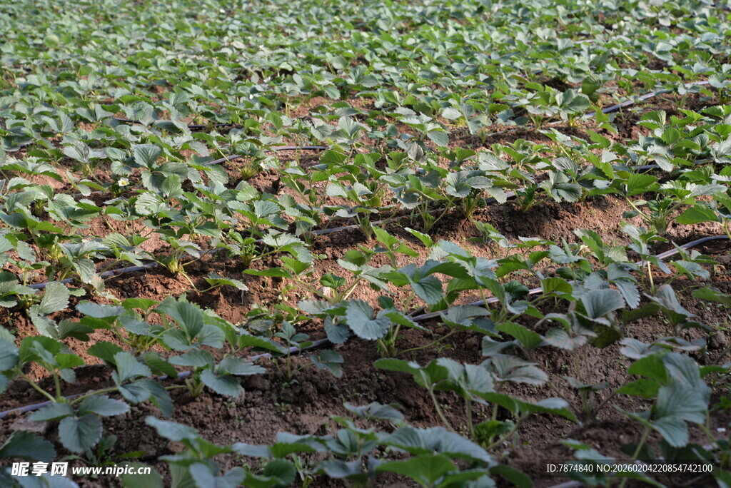 绿色农田里的蓬勃蔬菜