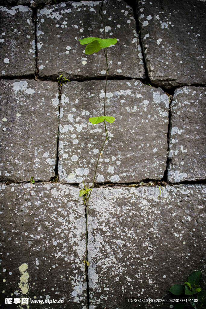 日本石板缝隙间的一抹绿意