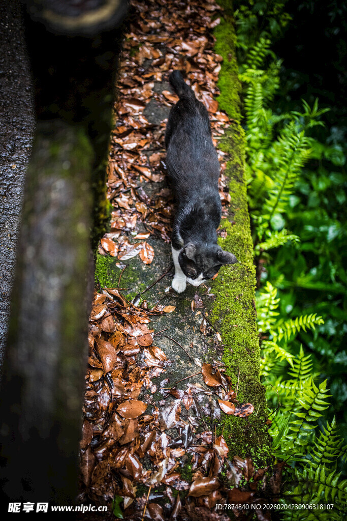 日本林间树干上的灰黑色小动物