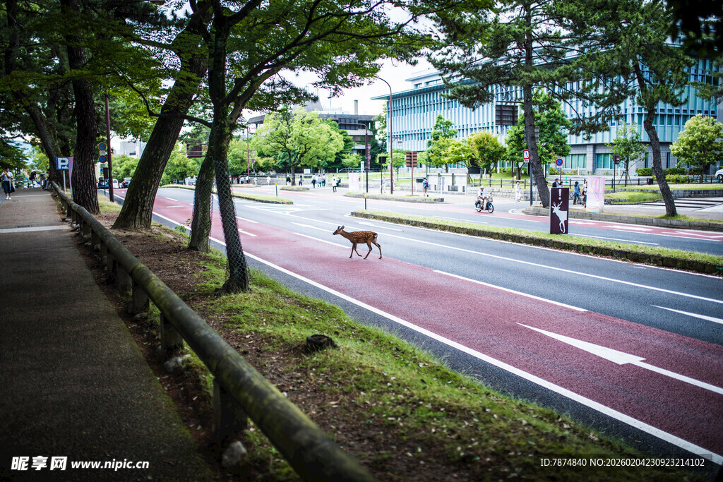 日本城市绿荫下的骑行专用道路