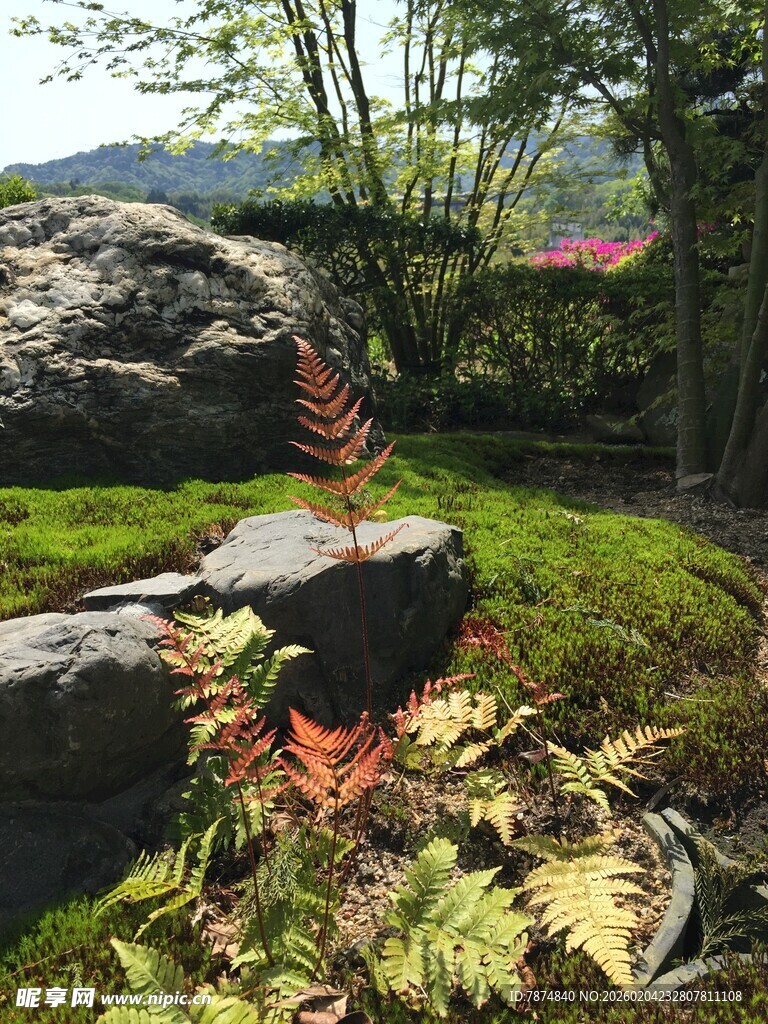 日本山间石畔的蕨类植物风景