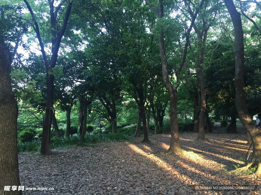 日本阳光洒落的静谧树林