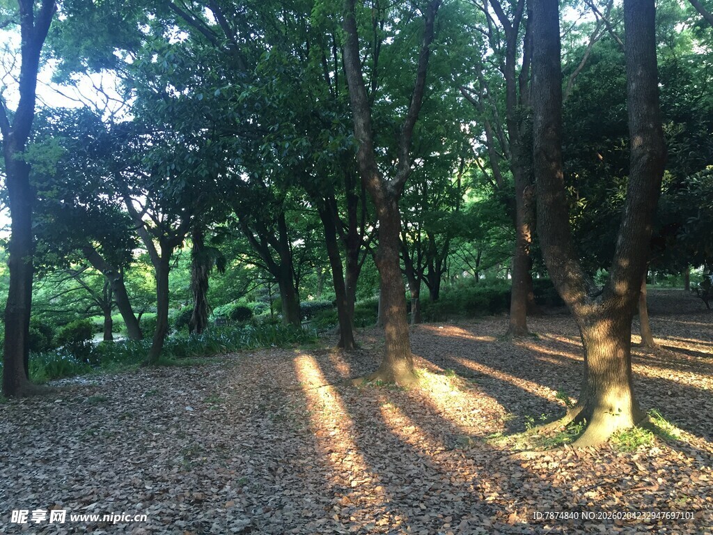 日本林间光影斑驳的静谧场景