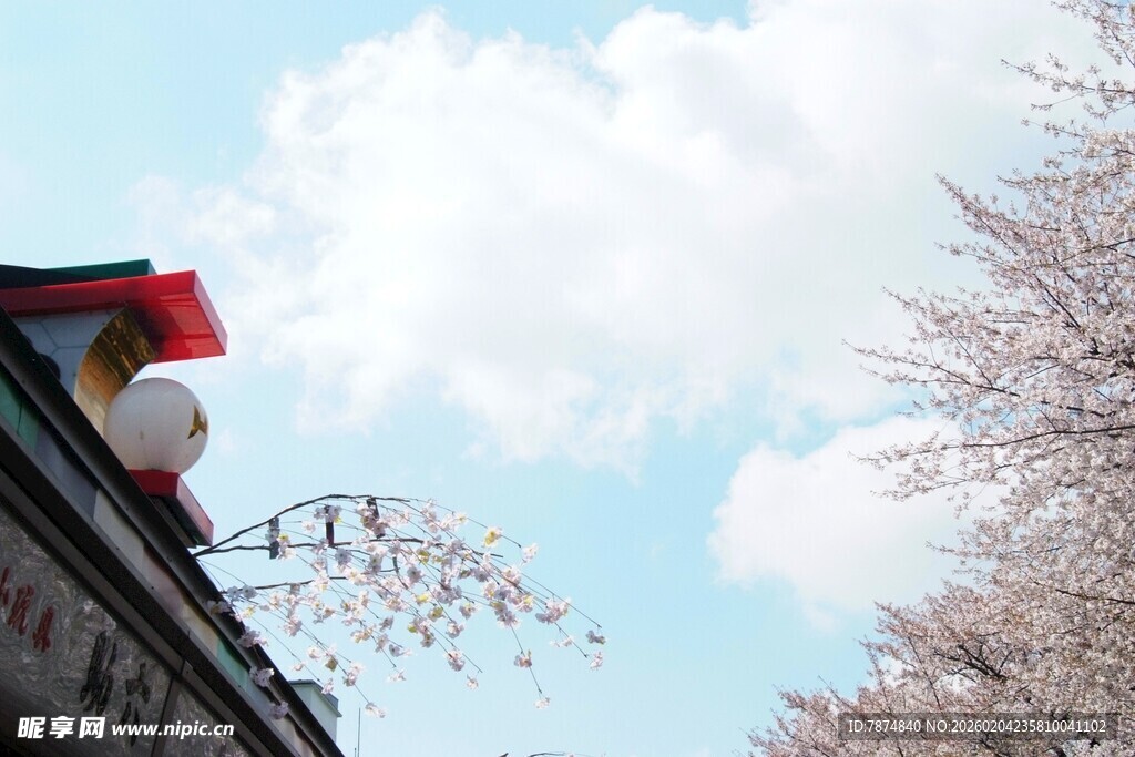 日本屋顶视角下的蓝天与花枝