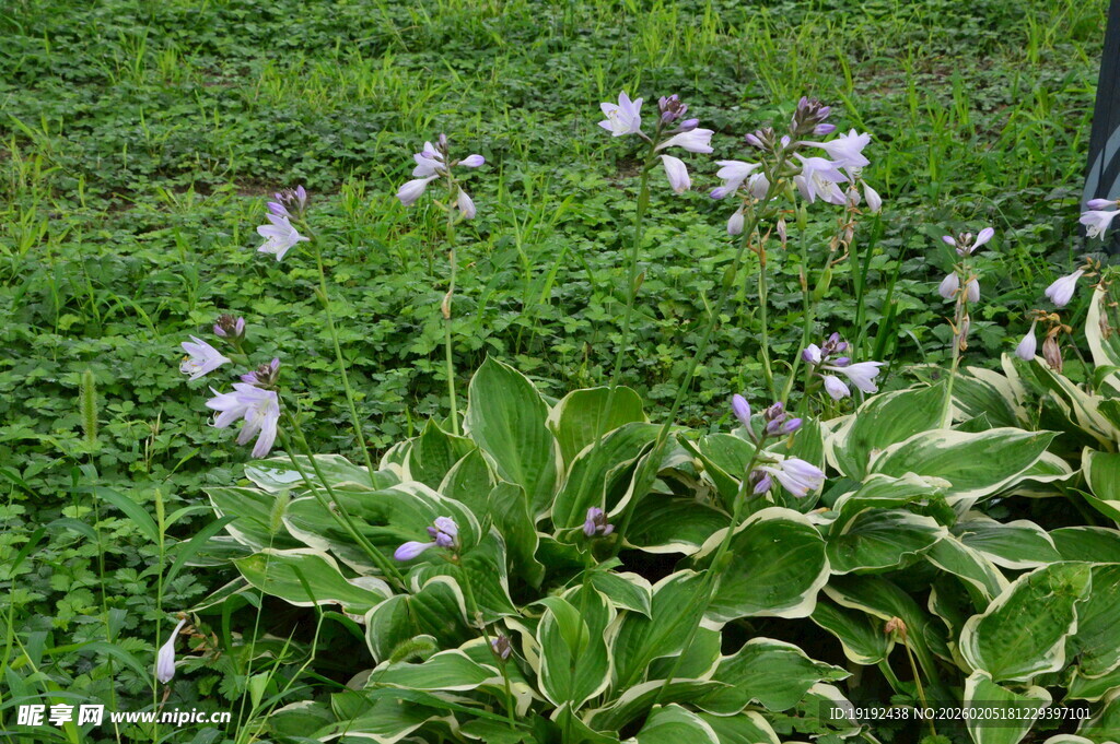 玉簪花  