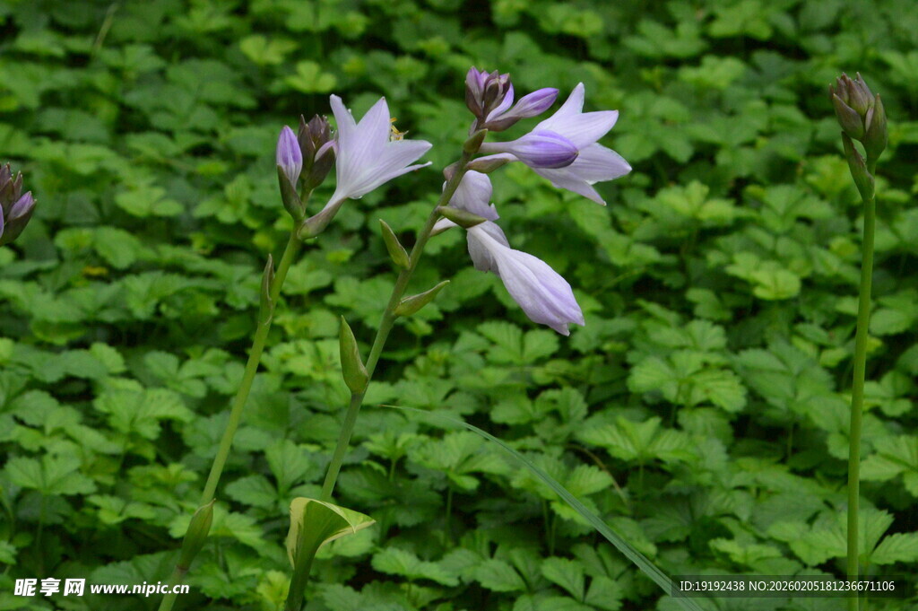 玉簪花  