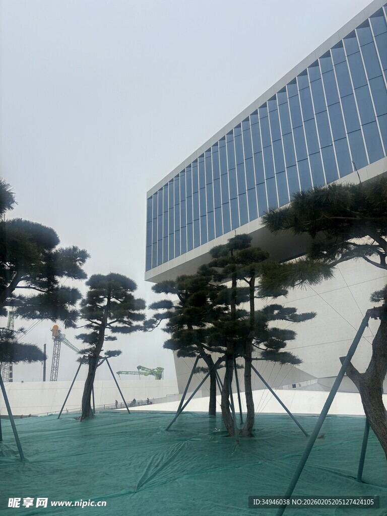 现代建筑旁的精致造型树木