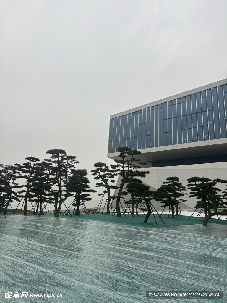 现代建筑与景观树相映成趣