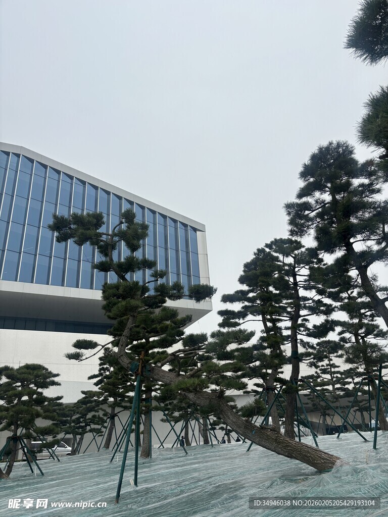 现代建筑旁的造型松树景