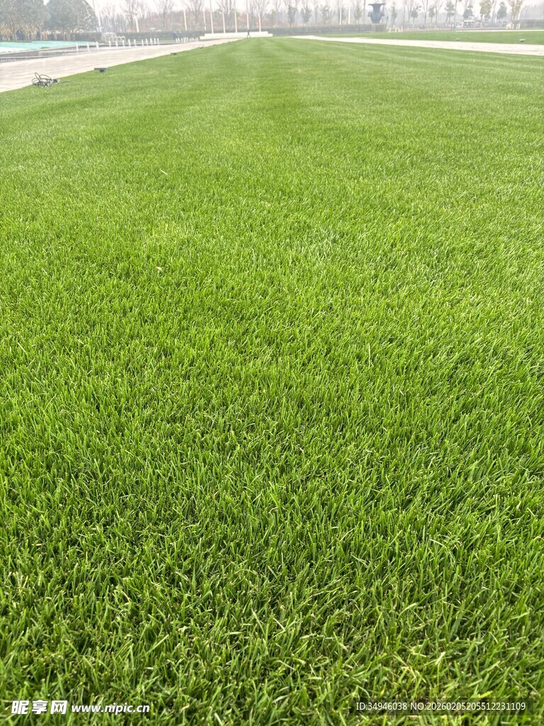 翠绿平整的大片人工草坪