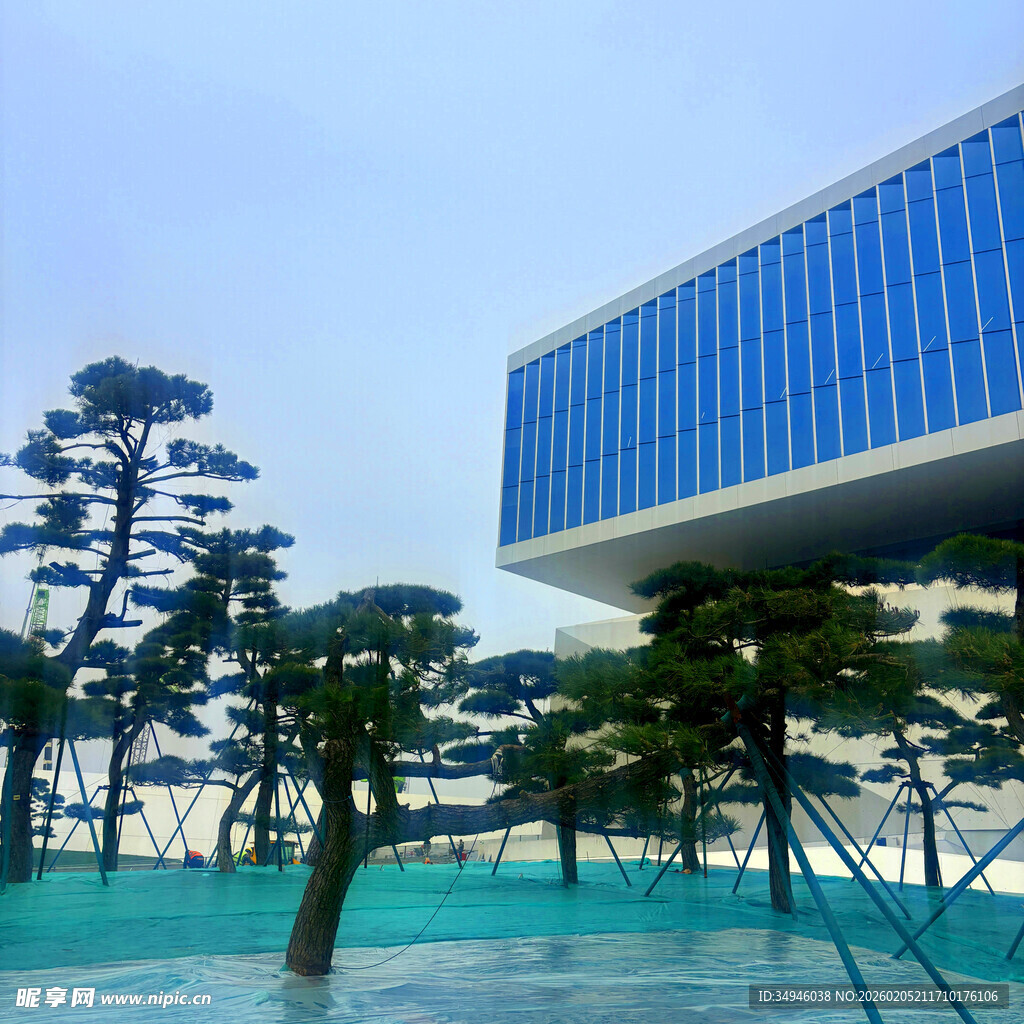 现代建筑旁的造型松树景