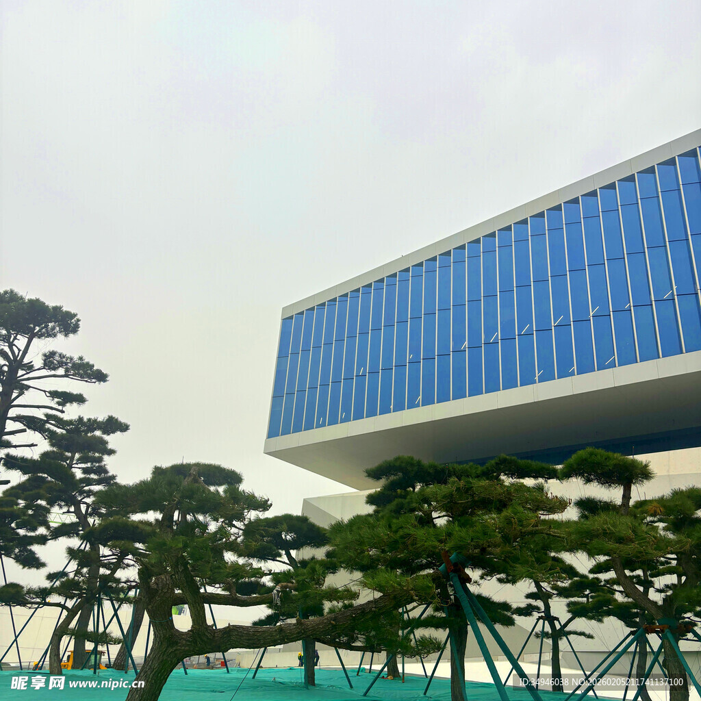 现代建筑与造型松树景观