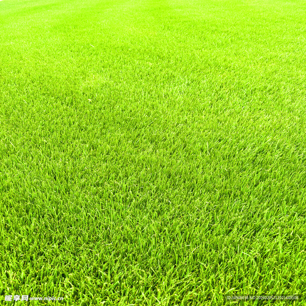 翠绿平整的清新草坪