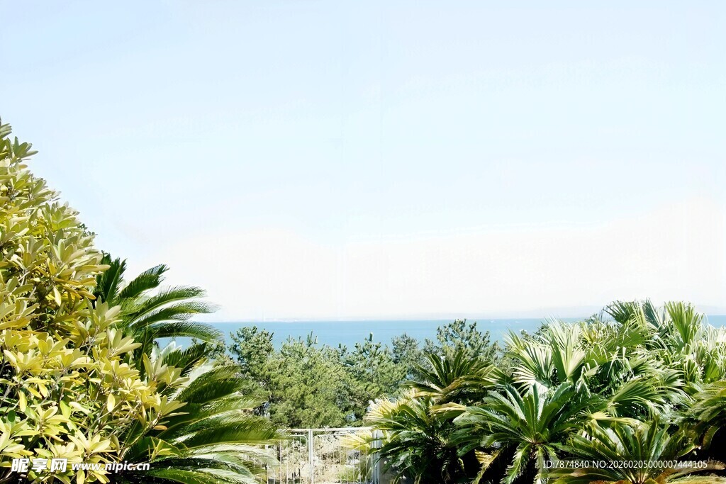 日本热带绿植景观远眺大海