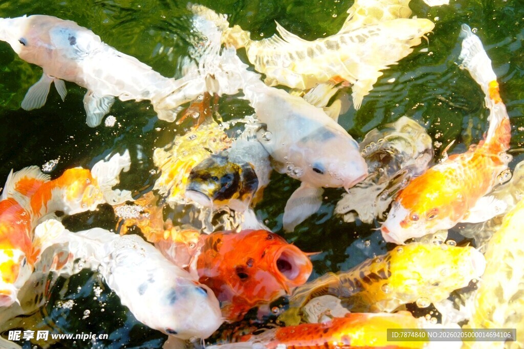 日本多彩金鱼嬉戏于水中植物间