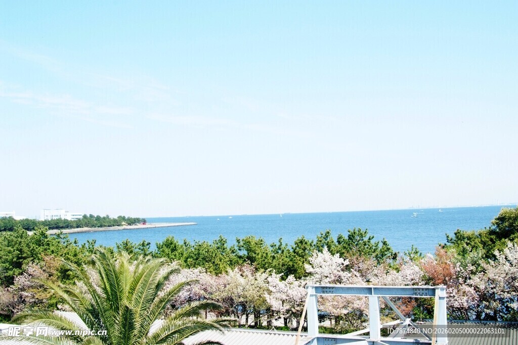 日本海滨椰林美景