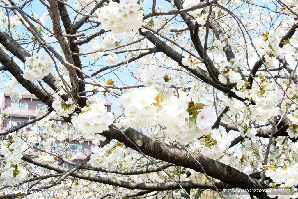 日本枝头繁花绽 雪覆春景美