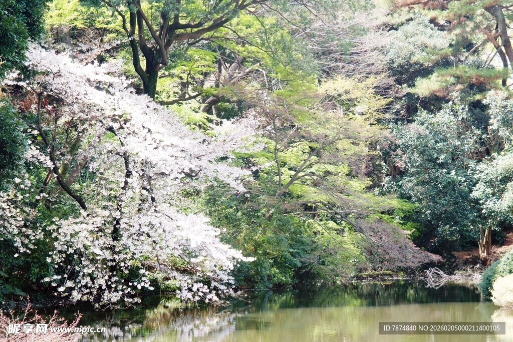 日本湖畔繁花盛开的春日景致