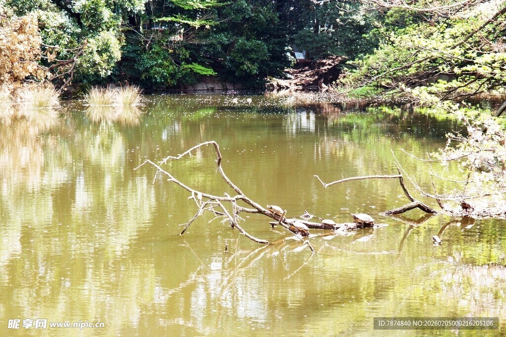 日本宁静池塘边的自然景致