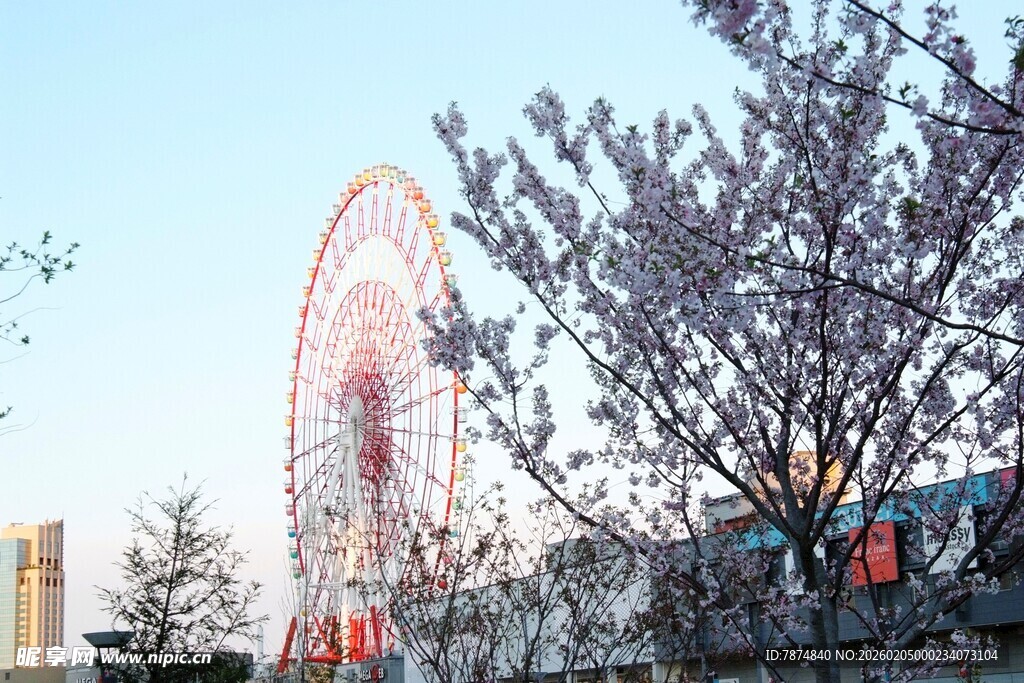 日本春日里的摩天轮与繁花