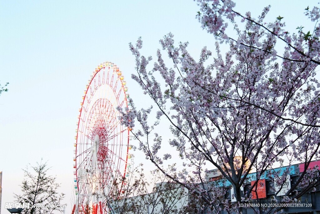 日本春日里的摩天轮与繁花