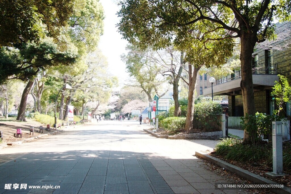 日本林荫街道 静谧城市风景