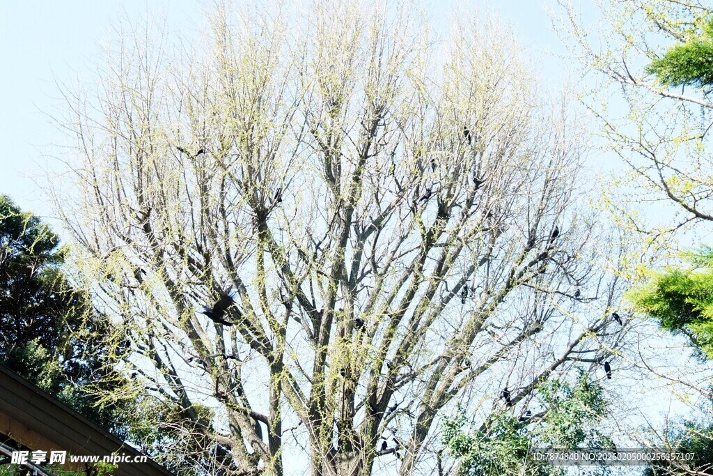 日本冬日枯树景象